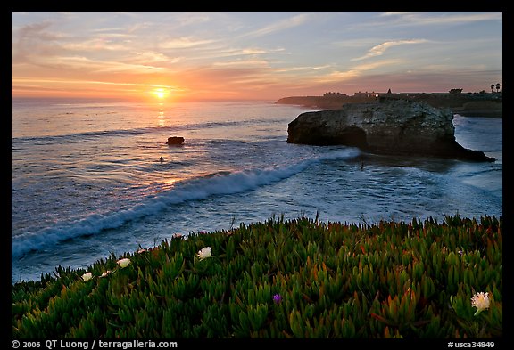 Iceplant and seastack, Natural Bridges State Park, sunset. Santa Cruz, California, USA