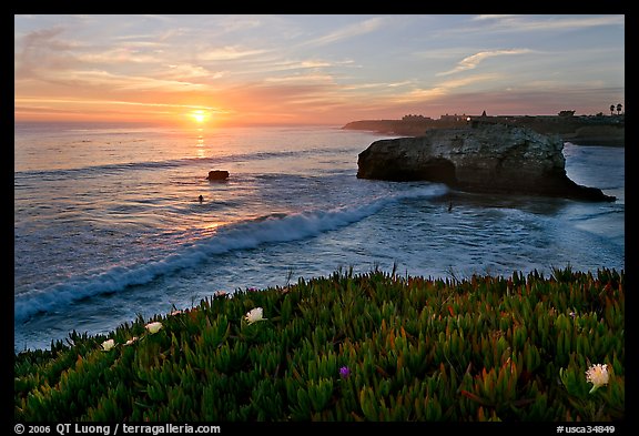 Iceplant and seastack, Natural Bridges State Park, sunset. Santa Cruz, California, USA