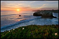 Iceplant and seastack, Natural Bridges State Park, sunset. Santa Cruz, California, USA