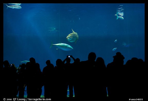 Watching the one-million-gallon open-ocean aquarium, Monterey Bay Aquarium. Monterey, California, USA