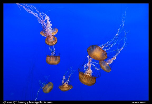 Sea Nettle Jellyfish at the Monterey Bay Aquarium. Monterey, California, USA (color)