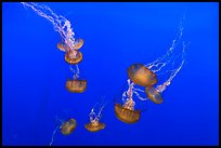 Sea Nettle Jellyfish at the Monterey Bay Aquarium. Monterey, California, USA (color)