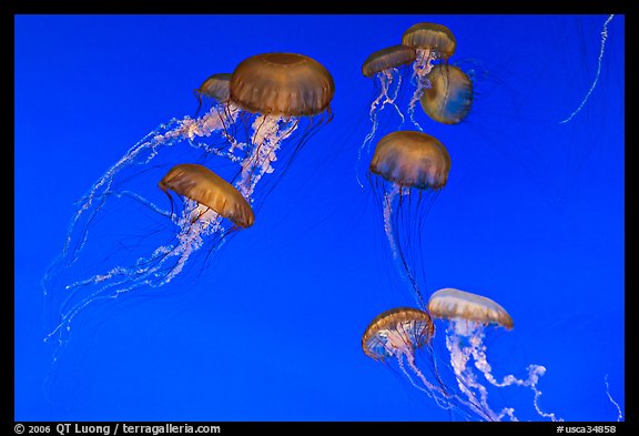 Graceful jellies, Monterey Bay Aquarium. Monterey, California, USA