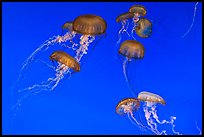 Graceful jellies, Monterey Bay Aquarium. Monterey, California, USA (color)
