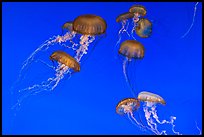 Graceful jellies, Monterey Bay Aquarium. Monterey, California, USA