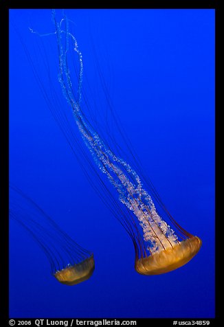Two  Sea Nettle Jellies, Monterey Bay Aquarium. Monterey, California, USA