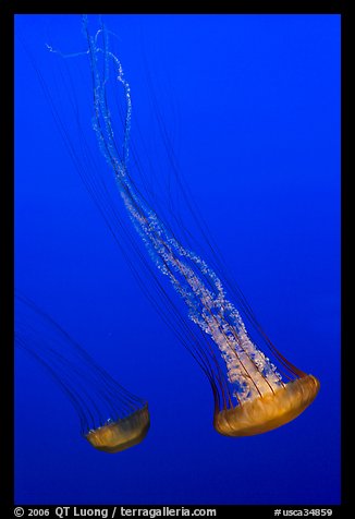 Two  Sea Nettle Jellies, Monterey Bay Aquarium. Monterey, California, USA (color)