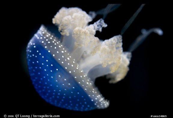 Blue jelly, Monterey Bay Aquarium. Monterey, California, USA (color)