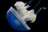 Blue jelly, Monterey Bay Aquarium. Monterey, California, USA (color)