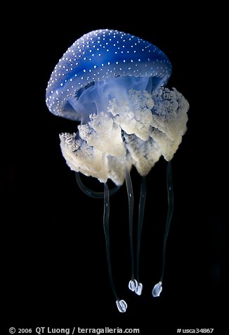Blue jellyfish, Monterey Bay Aquarium. Monterey, California, USA (color)
