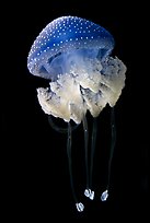 Blue jellyfish, Monterey Bay Aquarium. Monterey, California, USA