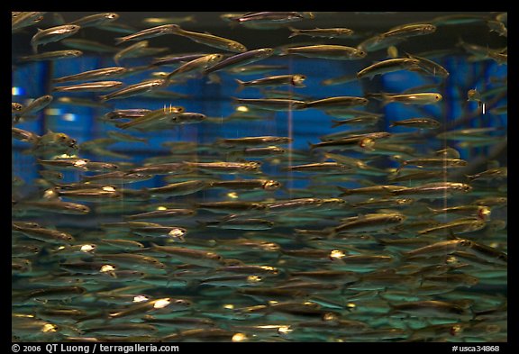 Swarm of Anchovies, Monterey Bay Aquarium. Monterey, California, USA (color)