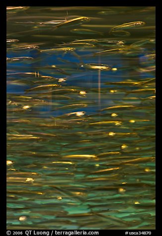 Anchovies swimming in circles, Monterey Bay Aquarium. Monterey, California, USA (color)