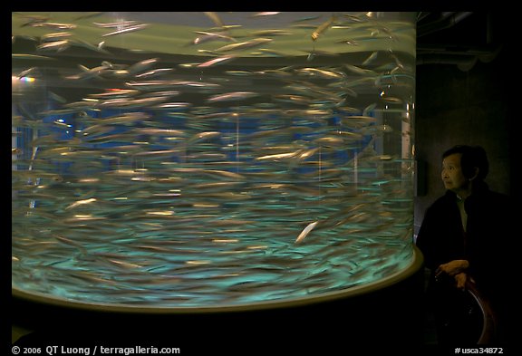 Woman looking at anchovies swiming. Monterey, California, USA (color)