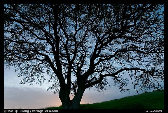 Oak tree silhouetted at sunset. San Jose, California, USA