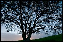 Oak tree silhouetted at sunset. San Jose, California, USA ( color)