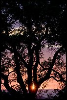 Oak tree and sun. San Jose, California, USA (color)