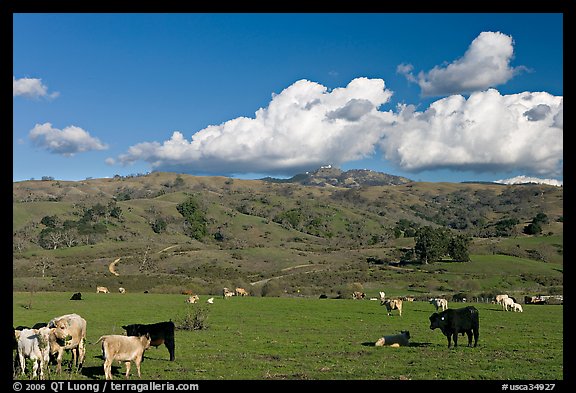 Cows in pasture below Mount Hamilton Range. San Jose, California, USA