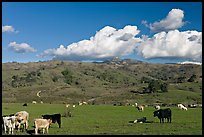 Cows in pasture below Mount Hamilton Range. San Jose, California, USA