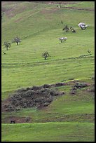 Hillside pastures in spring, Mount Hamilton Range foothills. San Jose, California, USA