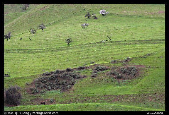 Hillside farmlands in spring, Mount Hamilton Range foothills. San Jose, California, USA