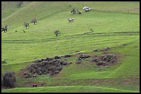 Hillside farmlands in spring, Mount Hamilton Range foothills. San Jose, California, USA