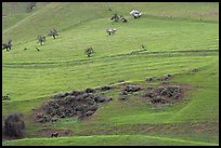 Hillside farmlands in spring, Mount Hamilton Range foothills. San Jose, California, USA (color)