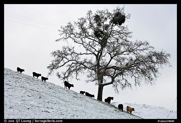 Cows and tree with mistletoe on snowy hill, Mount Hamilton Range foothills. San Jose, California, USA