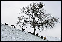 Cows and tree with mistletoe on snowy hill, Mount Hamilton Range foothills. San Jose, California, USA