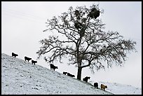 Pictures of Mount Hamilton Range