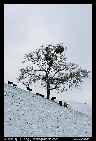 Cows and oak tree on snow-covered slope, Mount Hamilton Range foothills. San Jose, California, USA