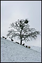 Cows and oak tree on snow-covered slope, Mount Hamilton Range foothills. San Jose, California, USA ( color)