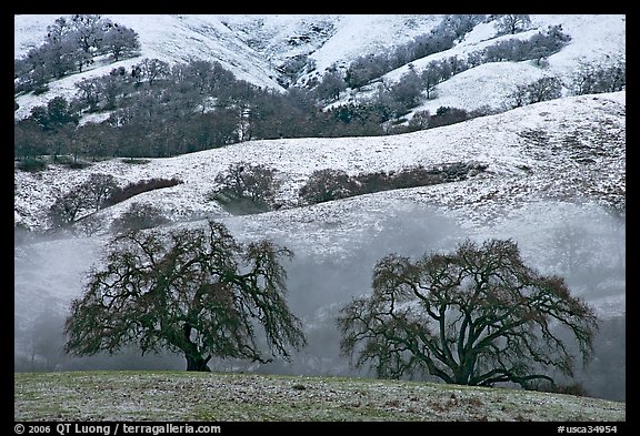 Two oaks and snowy hills, Joseph Grant Park. San Jose, California, USA (color)