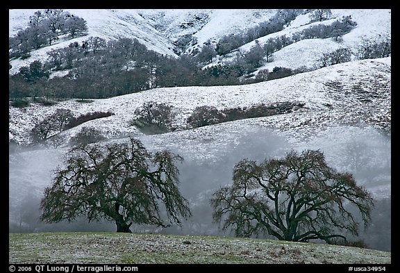 Two oaks and snowy hills, Joseph Grant Park. San Jose, California, USA