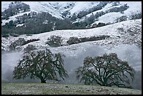 Two oaks and snowy hills, Joseph Grant Park. San Jose, California, USA (color)