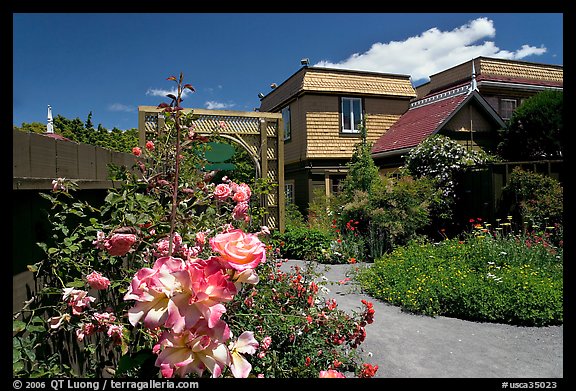 Roses in backyard. Winchester Mystery House, San Jose, California, USA