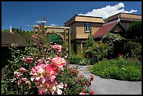 Roses in backyard. Winchester Mystery House, San Jose, California, USA (color)