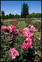 Roses, Municipal Rose Garden. San Jose, California, USA (color)