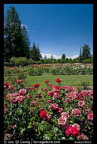 Red roses, Municipal Rose Garden. San Jose, California, USA