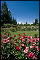 Red roses, Municipal Rose Garden. San Jose, California, USA (color)