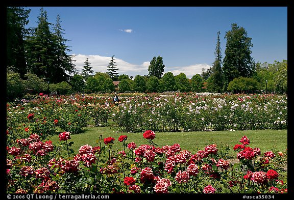 San Jose  Rose Garden. San Jose, California, USA (color)