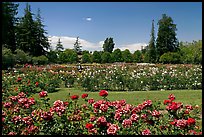 San Jose  Rose Garden. San Jose, California, USA