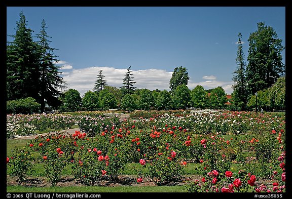 Roses and pine trees, Municipal Rose Garden. San Jose, California, USA