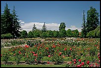 Roses and pine trees, Municipal Rose Garden. San Jose, California, USA