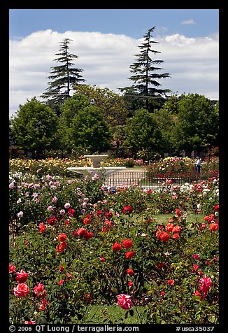 Roses and fountain, Municipal Rose Garden. San Jose, California, USA (color)