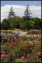 Roses and fountain, Municipal Rose Garden. San Jose, California, USA