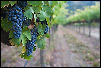 Grapes in vineyard, Gilroy. California, USA (color)