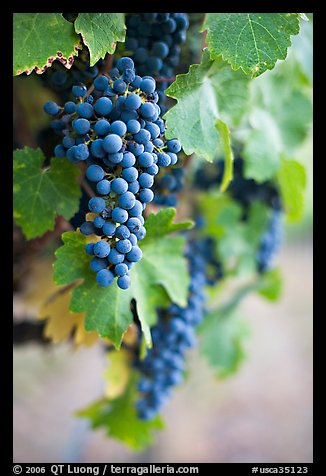 Grapes, Gilroy. California, USA (color)