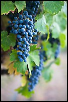 Grapes, Gilroy. California, USA