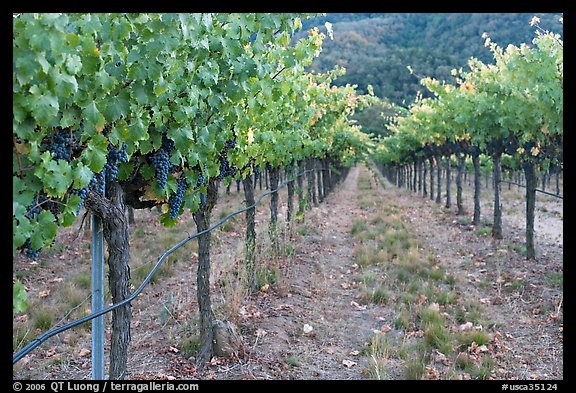 Vineyard, Gilroy. California, USA (color)